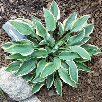 Hosta 'Con te Partiro'